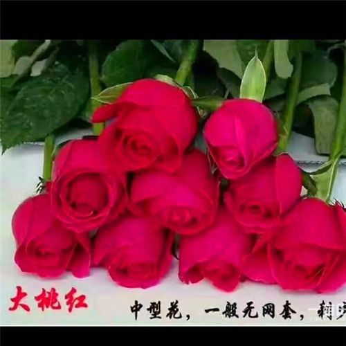 明胜花卉厂家昆明基地批发玫瑰花种苗 玫瑰种苗 扦插玫瑰种苗月季苗